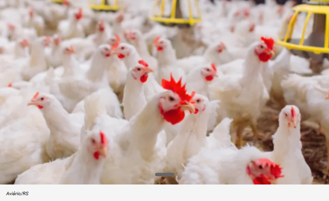 Confirmado caso de Influenza Aviária H5N1 em granja no Rio Grande do Sul