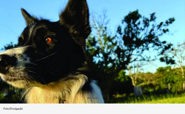 Família oferece R$ 3 mil por informações sobre cão perdido em Porto Alegre