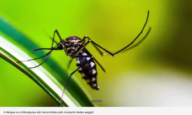 RS registra primeira morte por chikungunya e segundo óbito por dengue em 2025